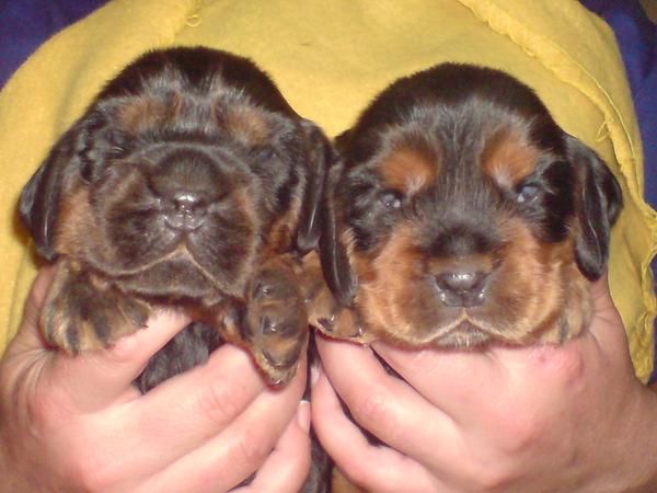 Cachorritos de Cocker Spaniel Inglés