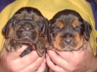 Cachorritos de Cocker Spaniel Inglés - mejor precio | unprecio.es