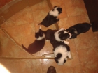 Cachorros border collie - mejor precio | unprecio.es