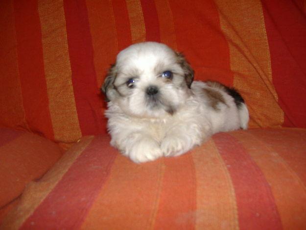 cachorros de SHIH TZU