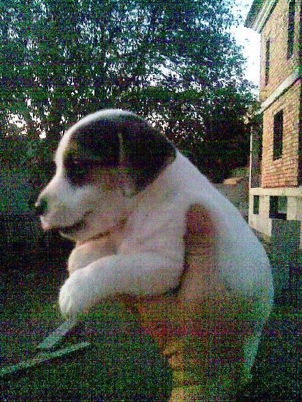 cachorros JACK RUSSELL con PEDIGREE