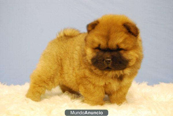 chow chow, disponemos de perritos de dos meses