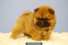 chow chow, disponemos de perritos de dos meses - mejor precio | unprecio.es