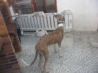 Galgo macho ocho meses,cambio o vendo. - mejor precio | unprecio.es