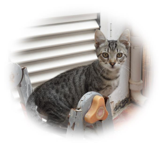 Gatita de 3 meses en adopción