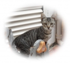Gatita de 3 meses en adopción - mejor precio | unprecio.es