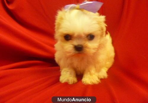 Regalo,Imperial hembra y macho shih tzu