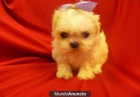 Regalo,Imperial hembra y macho shih tzu - mejor precio | unprecio.es