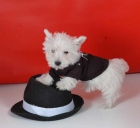 West higland, el perfecto cachorro a buen precio - mejor precio | unprecio.es