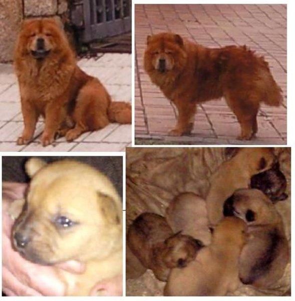 4 HEMBRAS CRUCE DE CHOW CHOW SUPER ECONOMICAS