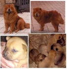 4 HEMBRAS CRUCE DE CHOW CHOW SUPER ECONOMICAS - mejor precio | unprecio.es