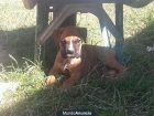 cachorro boxer - mejor precio | unprecio.es