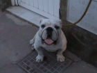 Cachorro Bulldog Ingles Blanco, particular en almeria - mejor precio | unprecio.es