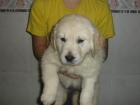 Cachorros golden retriever (280 ). - mejor precio | unprecio.es