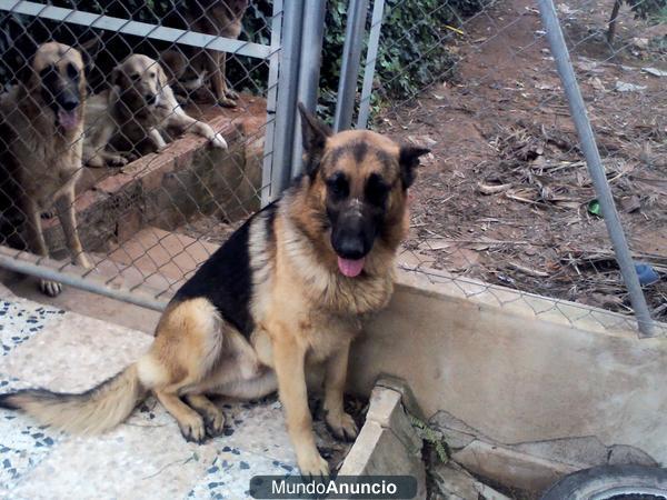 cachorros pastor aleman con pedigree