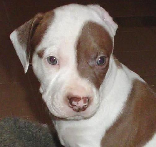Compro hembra staffy