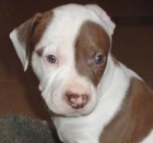 Compro hembra staffy - mejor precio | unprecio.es