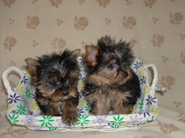 Hembrita Yorkshire mini 10 meses con 1,4kg pedigree  100