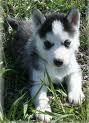 Husky Siberiano excelente calidad