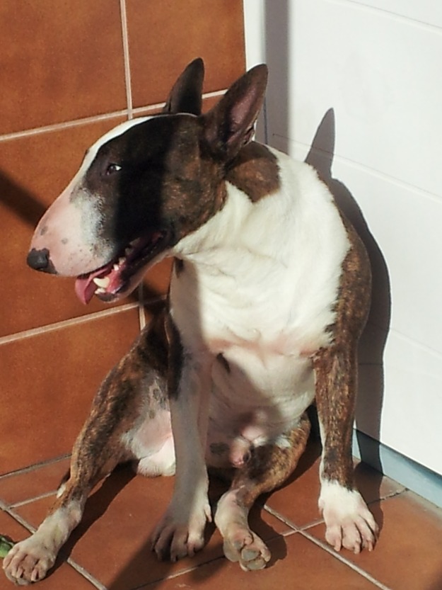 Macho Bull Terrier Miniatura para montas Valencia