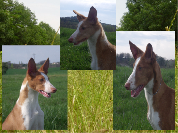 podenco ibicenco