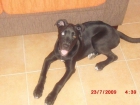 REGALO- LABRADOR - mejor precio | unprecio.es