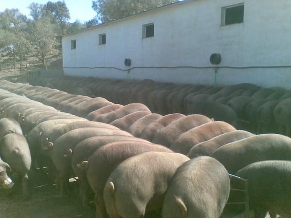 Vendemos cerdos cruzados desde lechones a gordos (cebo extensivo) - Calera de León