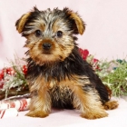 yorkshire terrier macho con pedigri loe 145 - mejor precio | unprecio.es