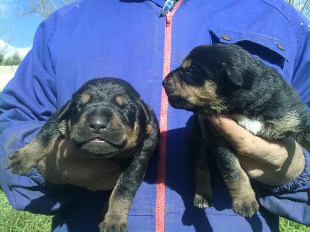 cachorros de mastín y rottweiler