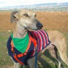 Galgo en adopción - mejor precio | unprecio.es