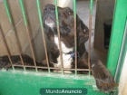 ¡¡Perrita que será sacrificada mañana día 8!! - mejor precio | unprecio.es