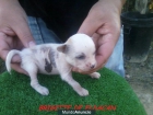 cachorritos de crestados chinos hijos del Multi Ch Monticello Golden Diamond - mejor precio | unprecio.es