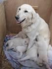 Cachorritos de Golden Retriever con muy buen pedigrí - mejor precio | unprecio.es