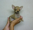Cachorritos preciosos de Chihuahua - mejor precio | unprecio.es