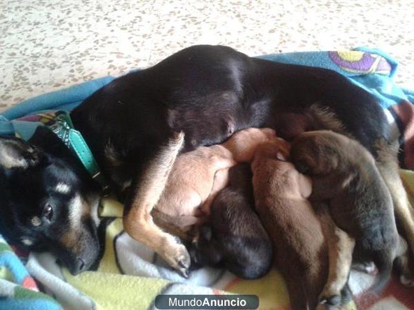 cachorros en adopcion