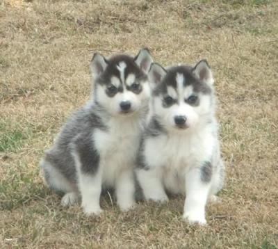 CKC cachorros Siberian Husky. 2 blanco y negro, machos y hembras disponibles ahora