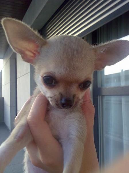 Diminuta chihuahua