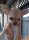 Diminuta chihuahua - mejor precio | unprecio.es