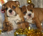 Genuinos cachorros de Bulldog Ingles - mejor precio | unprecio.es