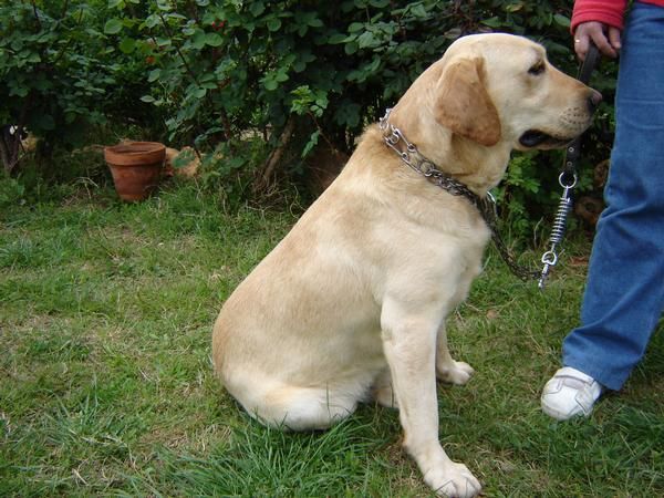 regalo labrador autentico