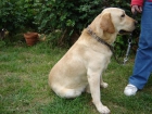 regalo labrador autentico - mejor precio | unprecio.es