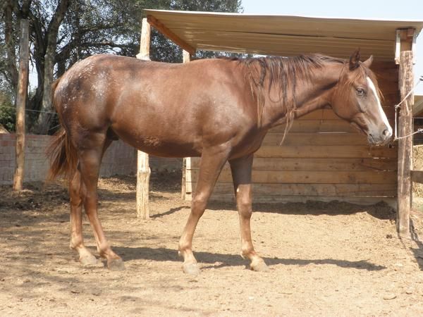 vendo caballo