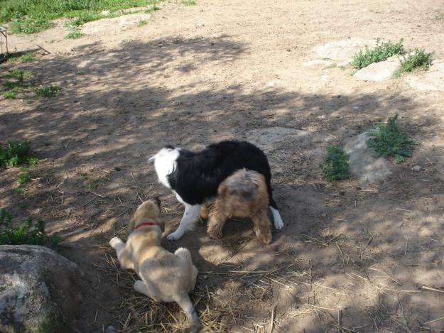 Venta de dos cachorros de border collie