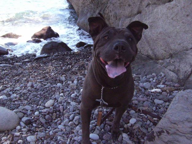 Doy en adopció hembra de 9 años mestiza de shar-pei