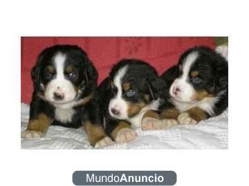 ¡Tu Boyero de Berna, tu precioso cachorro!
