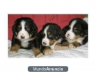 ¡Tu Boyero de Berna, tu precioso cachorro! - mejor precio | unprecio.es