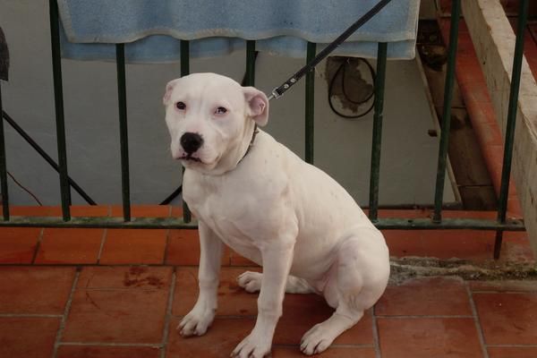 ¡¡OFERTA!! VENDO PRECIOSA PERRITA PIT BULL CON CASETA 180