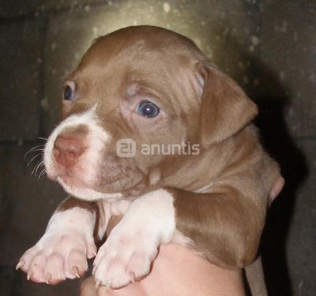 American Pit Bull Terrier