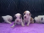 American staffordshire terrier - mejor precio | unprecio.es