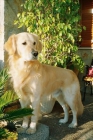 busco golden retriever hembra en zaragoza para cruzar - mejor precio | unprecio.es